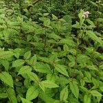 Persicaria campanulata Leaf