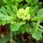 Lepidium didymum 花