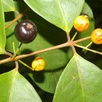 Eugenia oerstediana Fruit