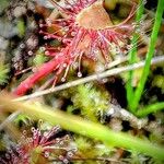 Drosera rotundifolia 花