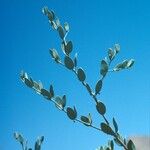 Simmondsia chinensis Φλοιός