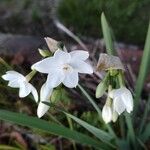 Narcissus papyraceus 花