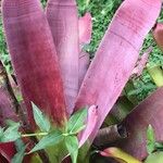Neoregelia lillyae Hoja
