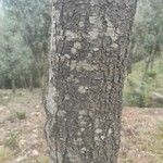 Quercus ilex Coajă