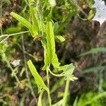 Convolvulus farinosus 葉