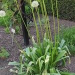 Allium victorialis Pokrój