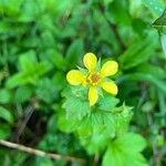 Geum urbanumപുഷ്പം