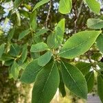 Dais cotinifolia Φύλλο
