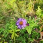 Symphyotrichum novae-angliaeFlower