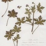 Geranium lanuginosum Pokrój