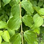 Philadelphus lewisii Blad