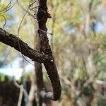 Marcetella moquiniana 樹皮