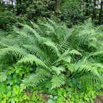Dryopteris filix-mas Plante entière