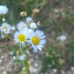 Erigeron strigosus Fula
