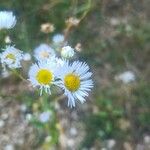 Erigeron strigosus Цвят