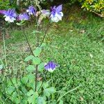 Aquilegia vulgarisÕis