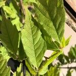 Acer triflorum Folha