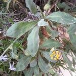 Aurinia saxatilis Ліст