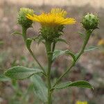 Pentanema spiraeifolium Flower