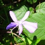 Viola cornuta Flower