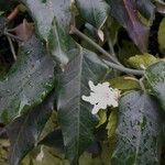 Araujia sericifera Blomst