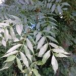 Fraxinus excelsior Листок