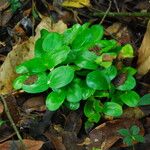 Picralima nitida Hábito