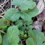 Geum urbanum Leaf