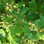 Hypericum hircinum Fruchs