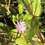 Trifolium resupinatum Flor