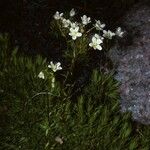 Saxifraga bronchialis 整株植物