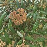 Viburnum rhytidophyllum Kvet