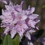 Rhododendron siderophyllum Õis