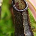 Nepenthes izumiae Ostatní