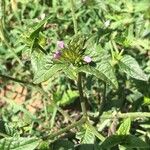 Elephantopus elatus Hoja