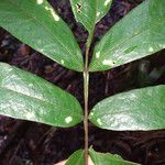Swartzia grandifolia Лист