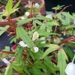 Begonia dregei Flower