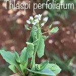 Thlaspi perfoliatum Квітка