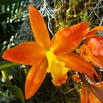 Guarianthe aurantiaca Λουλούδι