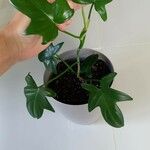 Philodendron panduriforme Frunză