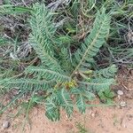 Astragalus caprinus Folla