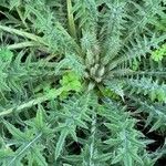 Cirsium ferox Leaf