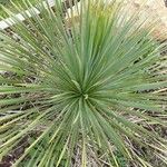 Yucca elata Ліст