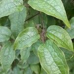 Clematis haenkeana Leaf