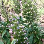 Echium callithyrsum Flower