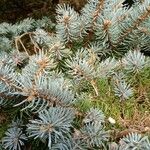 Picea pungens برگ