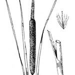 Typha shuttleworthii Anders