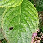 Hydrangea spp. পাতা