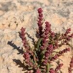 Suaeda maritima Flower