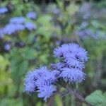 Ageratum houstonianumFlor